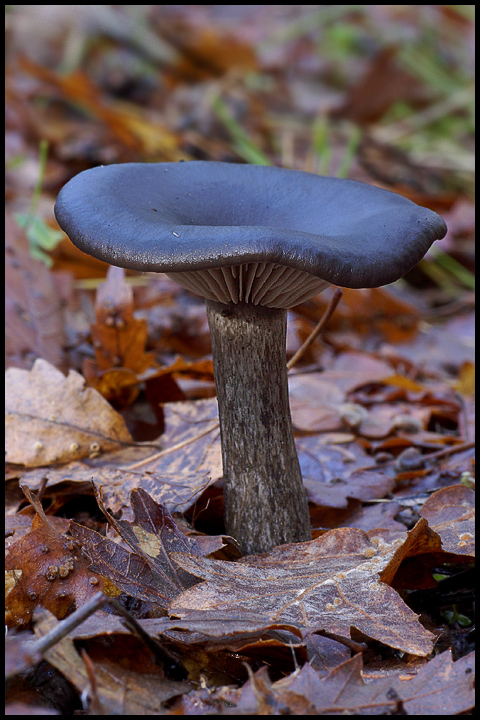 Pseudoclitocybe